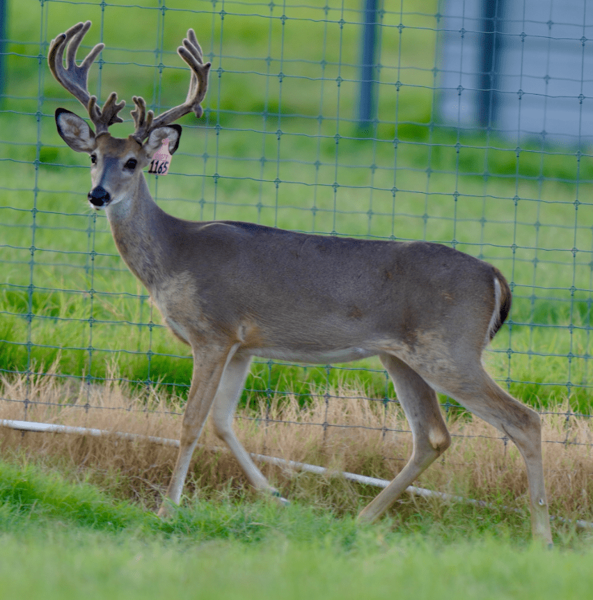 M3 Whitetails are Texas deer breeders that specialize in raising and selling whitetail Breeder Bucks, whitetail DMP Bucks, whitetail Stocker Bucks, as well as open and bred whitetail does. Big Texas Typicals are what buyers want when buying Texas DMP Bucks, Stocker Bucks, and Breeder Bucks. Our whitetail deer for sale are sure to impress prospective buyers and are priced competitively.