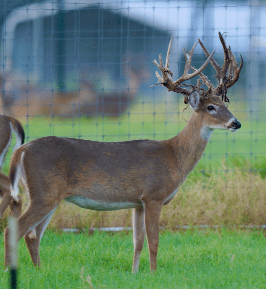 M3 Whitetails are Texas deer breeders that specialize in raising and selling whitetail Breeder Bucks, whitetail DMP Bucks, whitetail Stocker Bucks, as well as open and bred whitetail does. Big Texas Typicals are what buyers want when buying Texas DMP Bucks, Stocker Bucks, and Breeder Bucks. Our whitetail deer for sale are sure to impress prospective buyers and are priced competitively.