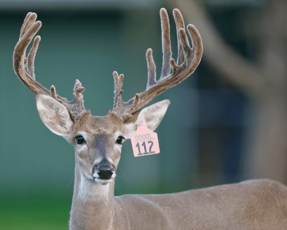 M3 Whitetails are Texas deer breeders that specialize in raising and selling whitetail Breeder Bucks, whitetail DMP Bucks, whitetail Stocker Bucks, as well as open and bred whitetail does. Big Texas Typicals are what buyers want when buying Texas DMP Bucks, Stocker Bucks, and Breeder Bucks. Our whitetail deer for sale are sure to impress prospective buyers and are priced competitively.