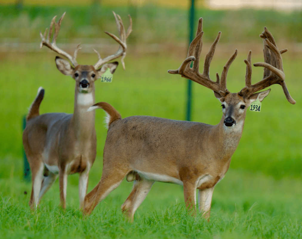 M3 Whitetails are Texas deer breeders that specialize in raising and selling whitetail Breeder Bucks, whitetail DMP Bucks, whitetail Stocker Bucks, as well as open and bred whitetail does. Big Texas Typicals are what buyers want when buying Texas DMP Bucks, Stocker Bucks, and Breeder Bucks. Our whitetail deer for sale are sure to impress prospective buyers and are priced competitively.
