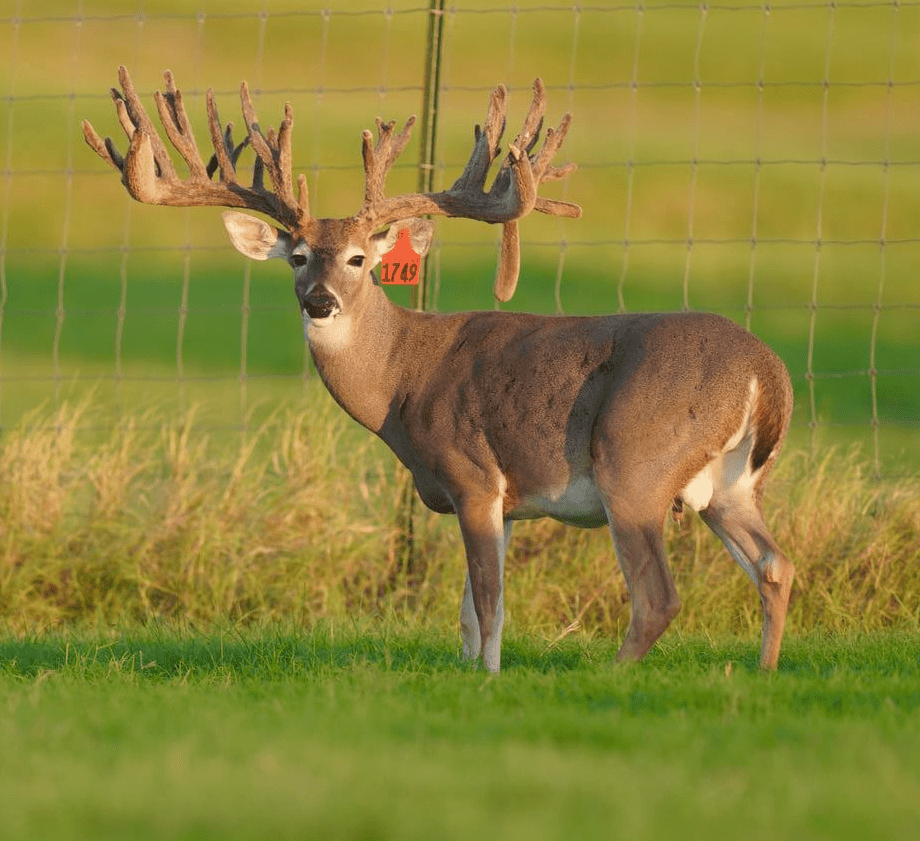M3 Whitetails are Texas deer breeders that specialize in raising and selling whitetail Breeder Bucks, whitetail DMP Bucks, whitetail Stocker Bucks, as well as open and bred whitetail does. Big Texas Typicals are what buyers want when buying Texas DMP Bucks, Stocker Bucks, and Breeder Bucks. Our whitetail deer for sale are sure to impress prospective buyers and are priced competitively.