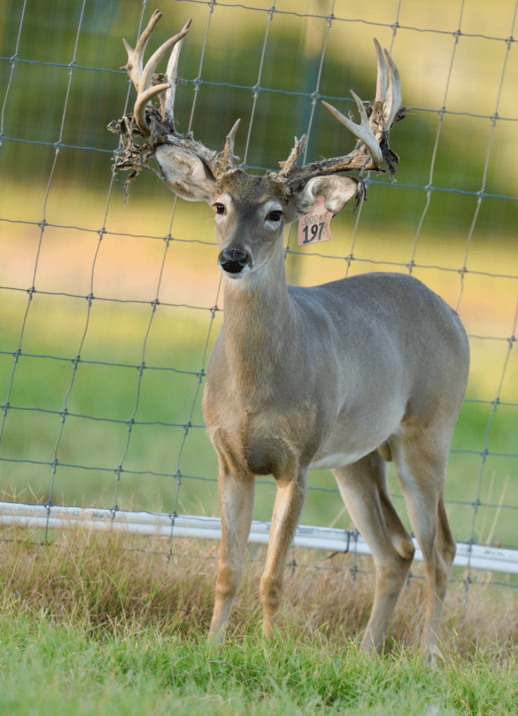 M3 Whitetails are Texas deer breeders that specialize in raising and selling whitetail Breeder Bucks, whitetail DMP Bucks, whitetail Stocker Bucks, as well as open and bred whitetail does. Big Texas Typicals are what buyers want when buying Texas DMP Bucks, Stocker Bucks, and Breeder Bucks. Our whitetail deer for sale are sure to impress prospective buyers and are priced competitively.