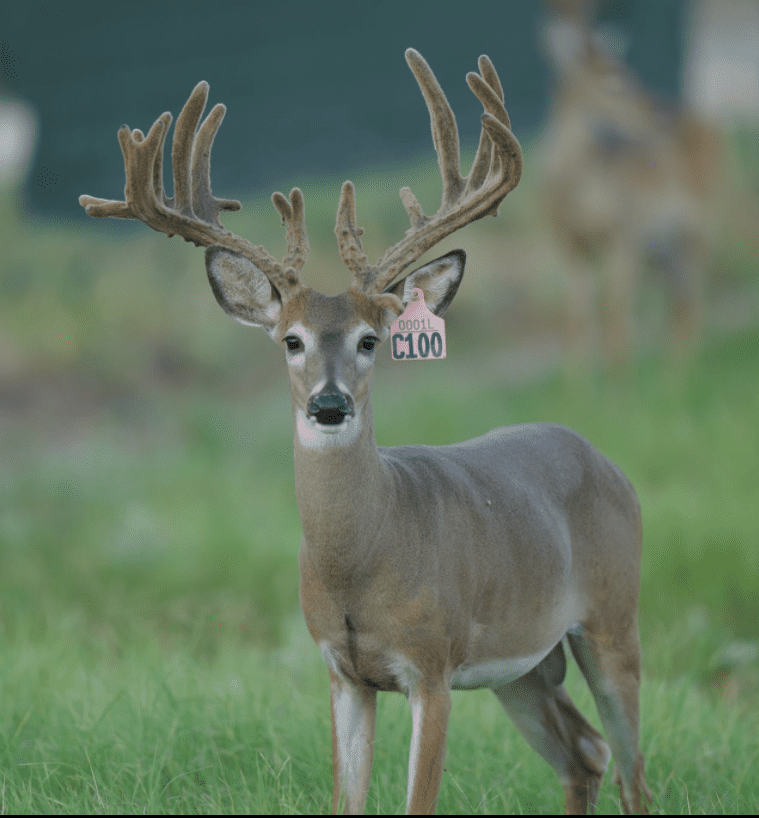 M3 Whitetails are Texas deer breeders that specialize in raising and selling whitetail Breeder Bucks, whitetail DMP Bucks, whitetail Stocker Bucks, as well as open and bred whitetail does. Big Texas Typicals are what buyers want when buying Texas DMP Bucks, Stocker Bucks, and Breeder Bucks. Our whitetail deer for sale are sure to impress prospective buyers and are priced competitively.