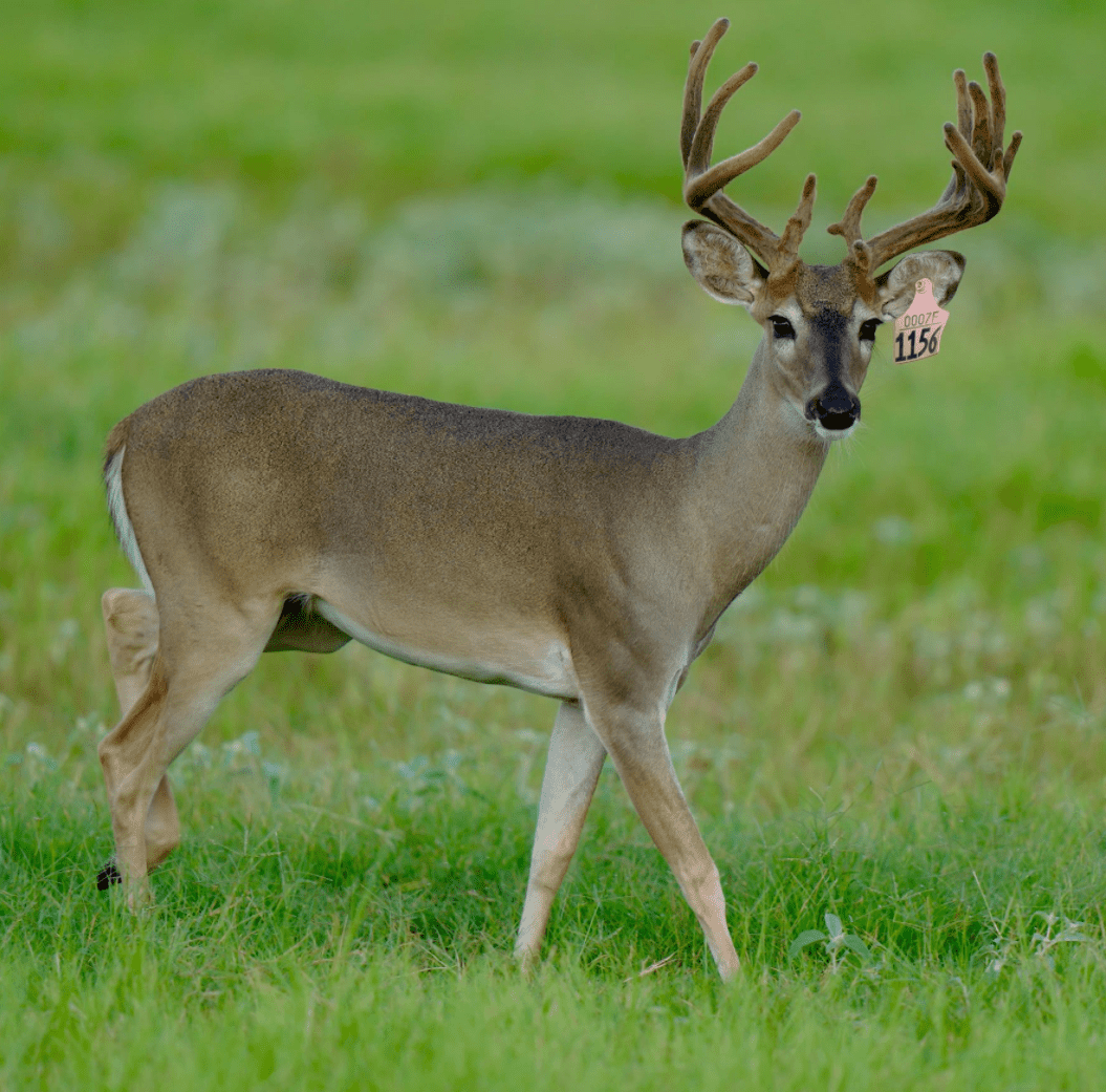 M3 Whitetails are Texas deer breeders that specialize in raising and selling whitetail Breeder Bucks, whitetail DMP Bucks, whitetail Stocker Bucks, as well as open and bred whitetail does. Big Texas Typicals are what buyers want when buying Texas DMP Bucks, Stocker Bucks, and Breeder Bucks. Our whitetail deer for sale are sure to impress prospective buyers and are priced competitively.