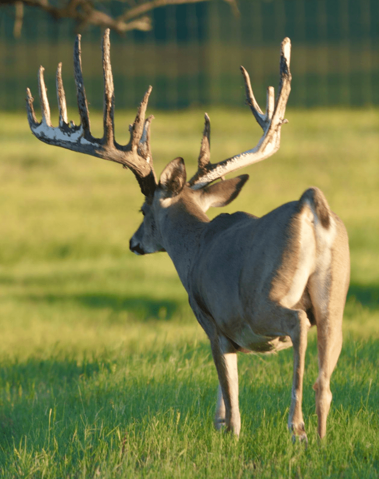 M3 Whitetails are Texas deer breeders that specialize in raising and selling whitetail Breeder Bucks, whitetail DMP Bucks, whitetail Stocker Bucks, as well as open and bred whitetail does. Big Texas Typicals are what buyers want when buying Texas DMP Bucks, Stocker Bucks, and Breeder Bucks. Our whitetail deer for sale are sure to impress prospective buyers and are priced competitively.