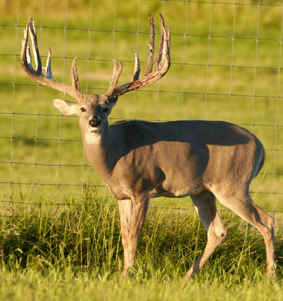M3 Whitetails are Texas deer breeders that specialize in raising and selling whitetail Breeder Bucks, whitetail DMP Bucks, whitetail Stocker Bucks, as well as open and bred whitetail does. Big Texas Typicals are what buyers want when buying Texas DMP Bucks, Stocker Bucks, and Breeder Bucks. Our whitetail deer for sale are sure to impress prospective buyers and are priced competitively.