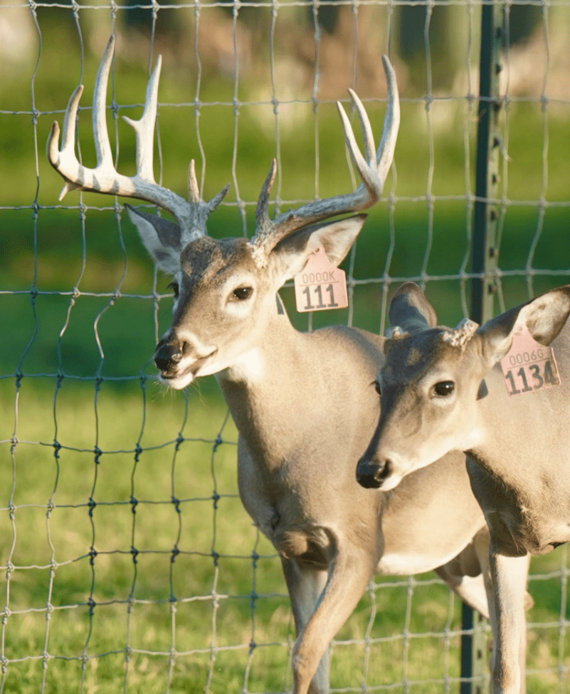 M3 Whitetails are Texas deer breeders that specialize in raising and selling whitetail Breeder Bucks, whitetail DMP Bucks, whitetail Stocker Bucks, as well as open and bred whitetail does. Big Texas Typicals are what buyers want when buying Texas DMP Bucks, Stocker Bucks, and Breeder Bucks. Our whitetail deer for sale are sure to impress prospective buyers and are priced competitively.