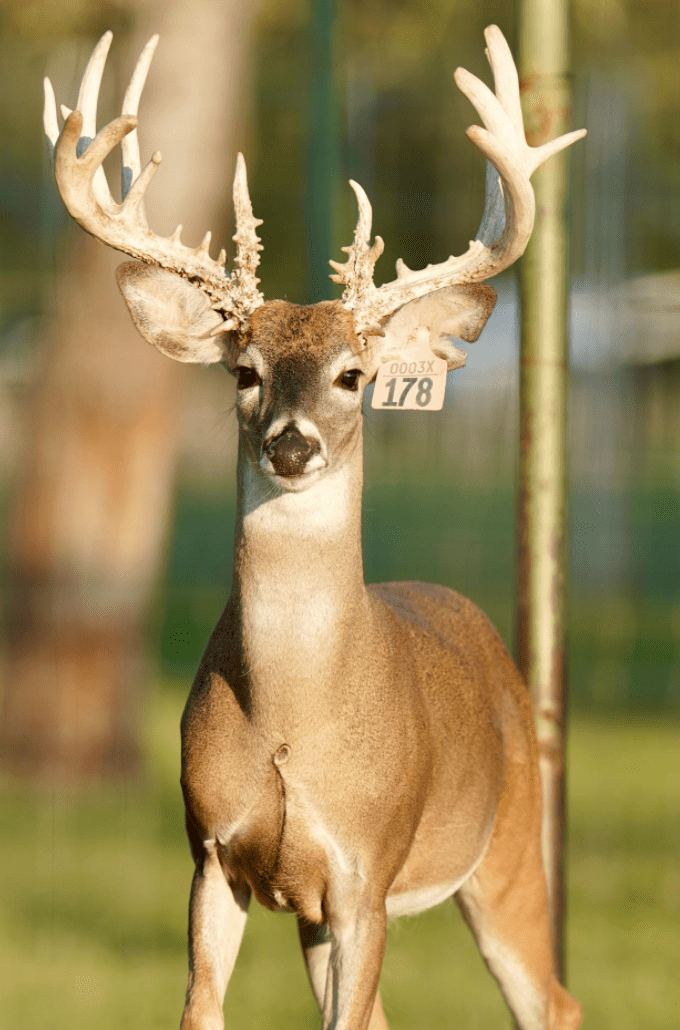 M3 Whitetails are Texas deer breeders that specialize in raising and selling whitetail Breeder Bucks, whitetail DMP Bucks, whitetail Stocker Bucks, as well as open and bred whitetail does. Big Texas Typicals are what buyers want when buying Texas DMP Bucks, Stocker Bucks, and Breeder Bucks. Our whitetail deer for sale are sure to impress prospective buyers and are priced competitively.