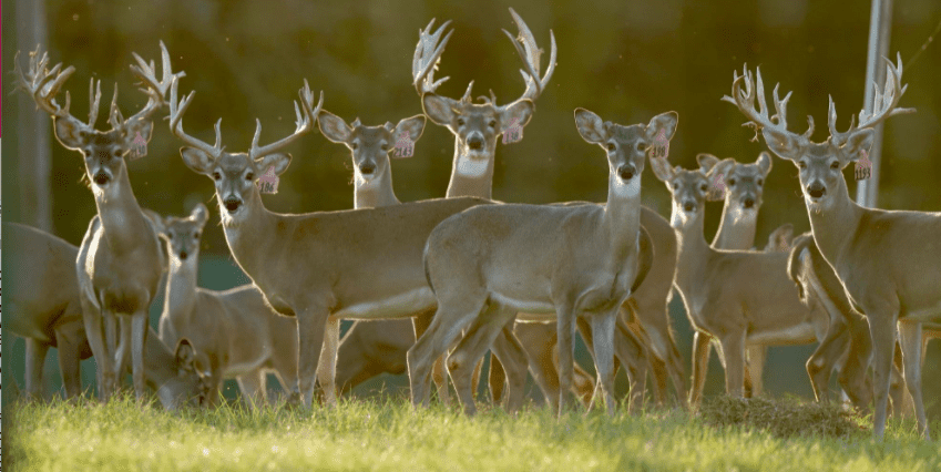 M3 Whitetails are Texas deer breeders that specialize in raising and selling whitetail Breeder Bucks, whitetail DMP Bucks, whitetail Stocker Bucks, as well as open and bred whitetail does. Big Texas Typicals are what buyers want when buying Texas DMP Bucks, Stocker Bucks, and Breeder Bucks. Our whitetail deer for sale are sure to impress prospective buyers and are priced competitively.