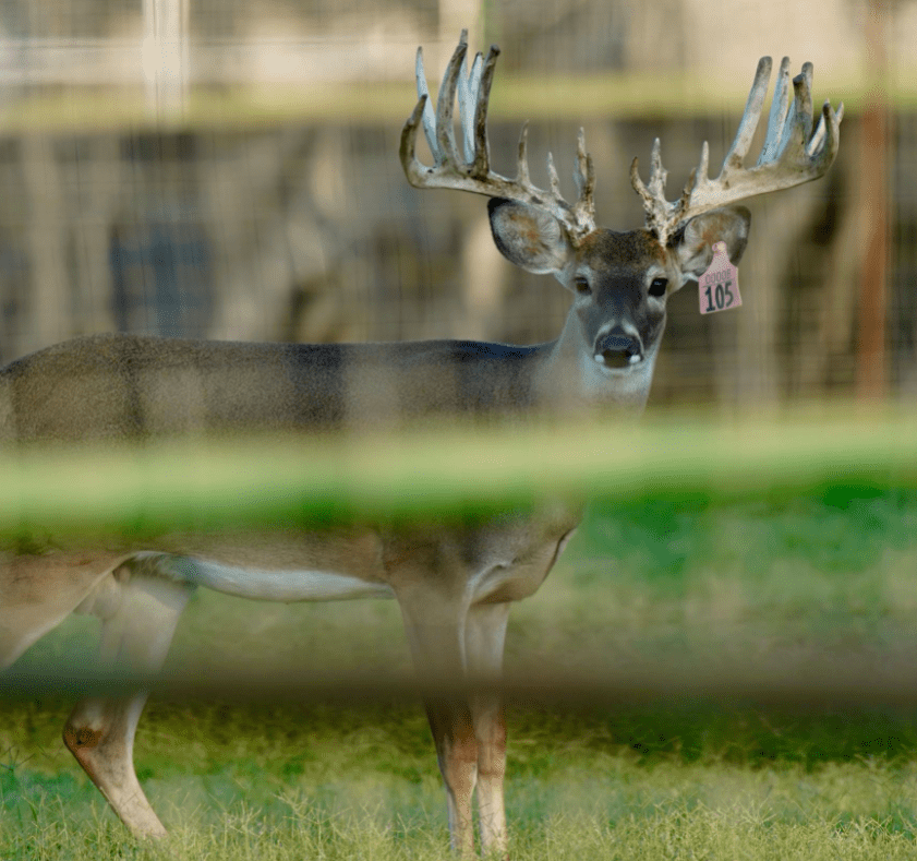 M3 Whitetails are Texas deer breeders that specialize in raising and selling whitetail Breeder Bucks, whitetail DMP Bucks, whitetail Stocker Bucks, as well as open and bred whitetail does. Big Texas Typicals are what buyers want when buying Texas DMP Bucks, Stocker Bucks, and Breeder Bucks. Our whitetail deer for sale are sure to impress prospective buyers and are priced competitively.