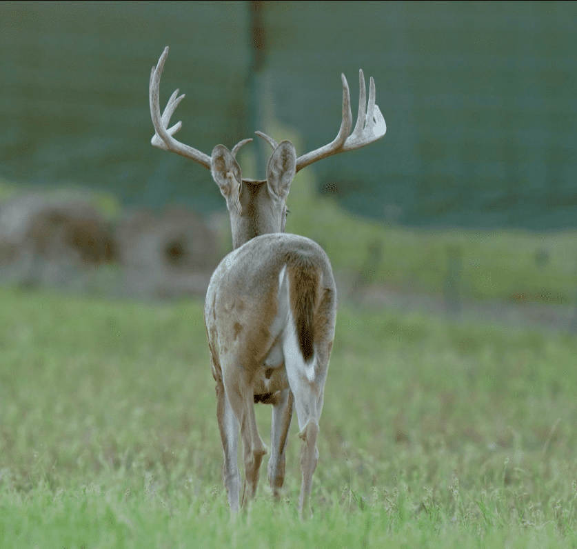 M3 Whitetails are Texas deer breeders that specialize in raising and selling whitetail Breeder Bucks, whitetail DMP Bucks, whitetail Stocker Bucks, as well as open and bred whitetail does. Big Texas Typicals are what buyers want when buying Texas DMP Bucks, Stocker Bucks, and Breeder Bucks. Our whitetail deer for sale are sure to impress prospective buyers and are priced competitively.