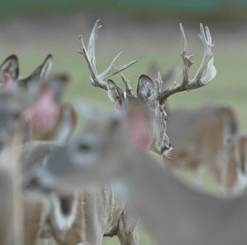 M3 Whitetails are Texas deer breeders that specialize in raising and selling whitetail Breeder Bucks, whitetail DMP Bucks, whitetail Stocker Bucks, as well as open and bred whitetail does. Big Texas Typicals are what buyers want when buying Texas DMP Bucks, Stocker Bucks, and Breeder Bucks. Our whitetail deer for sale are sure to impress prospective buyers and are priced competitively.