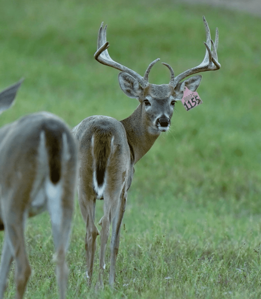 M3 Whitetails are Texas deer breeders that specialize in raising and selling whitetail Breeder Bucks, whitetail DMP Bucks, whitetail Stocker Bucks, as well as open and bred whitetail does. Big Texas Typicals are what buyers want when buying Texas DMP Bucks, Stocker Bucks, and Breeder Bucks. Our whitetail deer for sale are sure to impress prospective buyers and are priced competitively.