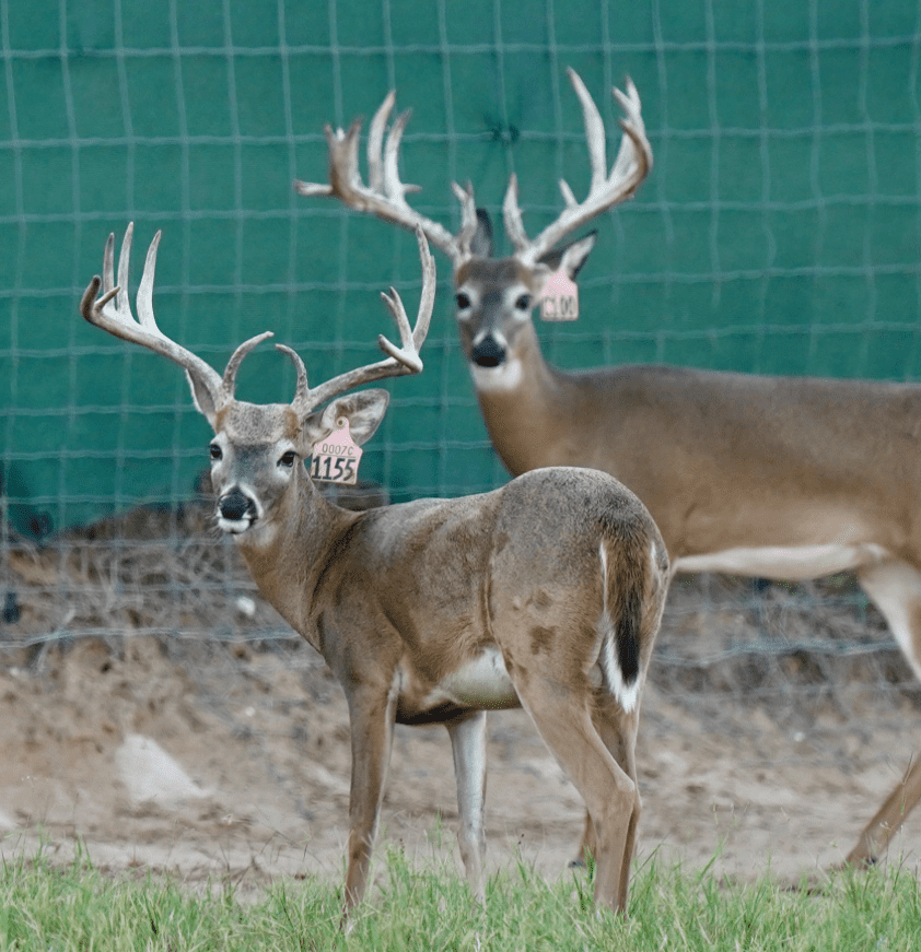 M3 Whitetails are Texas deer breeders that specialize in raising and selling whitetail Breeder Bucks, whitetail DMP Bucks, whitetail Stocker Bucks, as well as open and bred whitetail does. Big Texas Typicals are what buyers want when buying Texas DMP Bucks, Stocker Bucks, and Breeder Bucks. Our whitetail deer for sale are sure to impress prospective buyers and are priced competitively.