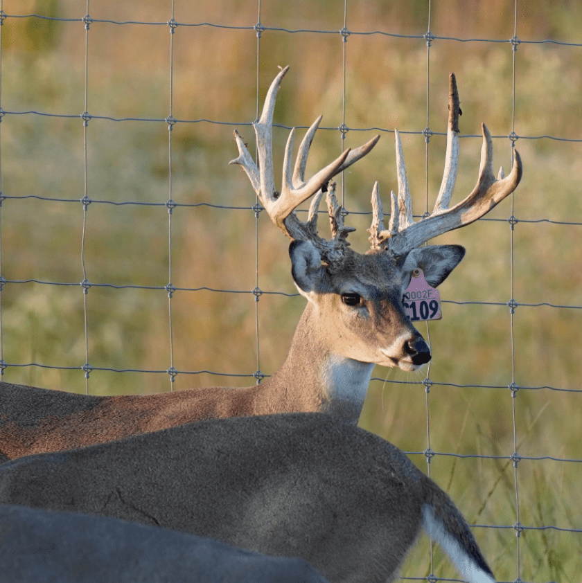 M3 Whitetails are Texas deer breeders that specialize in raising and selling whitetail Breeder Bucks, whitetail DMP Bucks, whitetail Stocker Bucks, as well as open and bred whitetail does. Big Texas Typicals are what buyers want when buying Texas DMP Bucks, Stocker Bucks, and Breeder Bucks. Our whitetail deer for sale are sure to impress prospective buyers and are priced competitively.