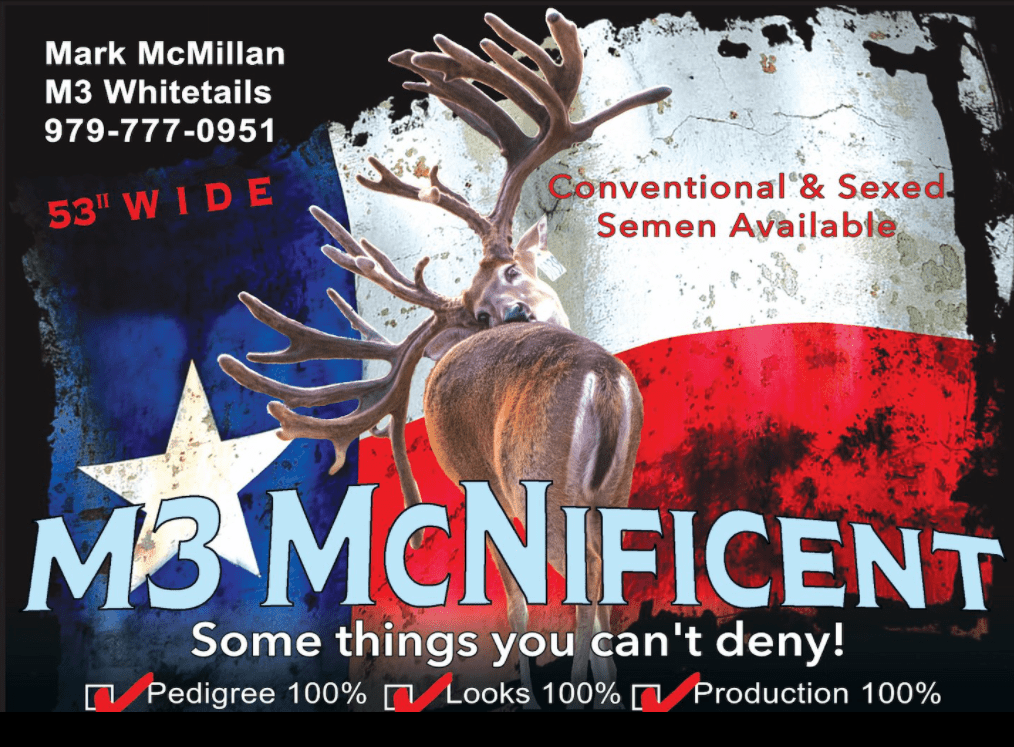 M3 Whitetails are Texas deer breeders that specialize in raising and selling whitetail Breeder Bucks, whitetail DMP Bucks, whitetail Stocker Bucks, as well as open and bred whitetail does. Big Texas Typicals are what buyers want when buying Texas DMP Bucks, Stocker Bucks, and Breeder Bucks. Our whitetail deer for sale are sure to impress prospective buyers and are priced competitively.