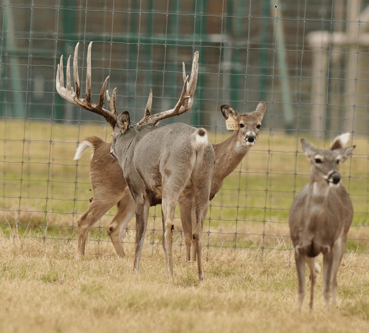 M3 Whitetails are Texas deer breeders that specialize in raising and selling whitetail Breeder Bucks, whitetail DMP Bucks, whitetail Stocker Bucks, as well as open and bred whitetail does. Big Texas Typicals are what buyers want when buying Texas DMP Bucks, Stocker Bucks, and Breeder Bucks. Our whitetail deer for sale are sure to impress prospective buyers and are priced competitively.