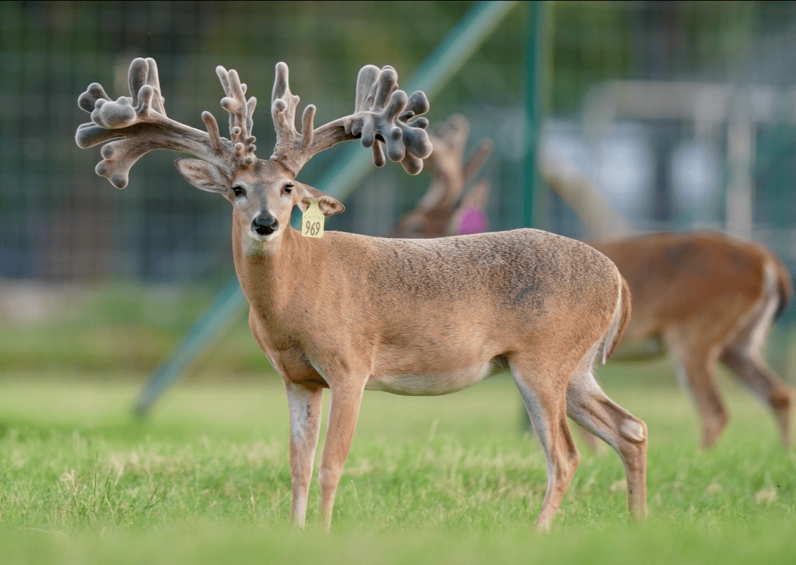 M3 Whitetails are Texas deer breeders that specialize in raising and selling whitetail Breeder Bucks, whitetail DMP Bucks, whitetail Stocker Bucks, as well as open and bred whitetail does. Big Texas Typicals are what buyers want when buying Texas DMP Bucks, Stocker Bucks, and Breeder Bucks. Our whitetail deer for sale are sure to impress prospective buyers and are priced competitively.