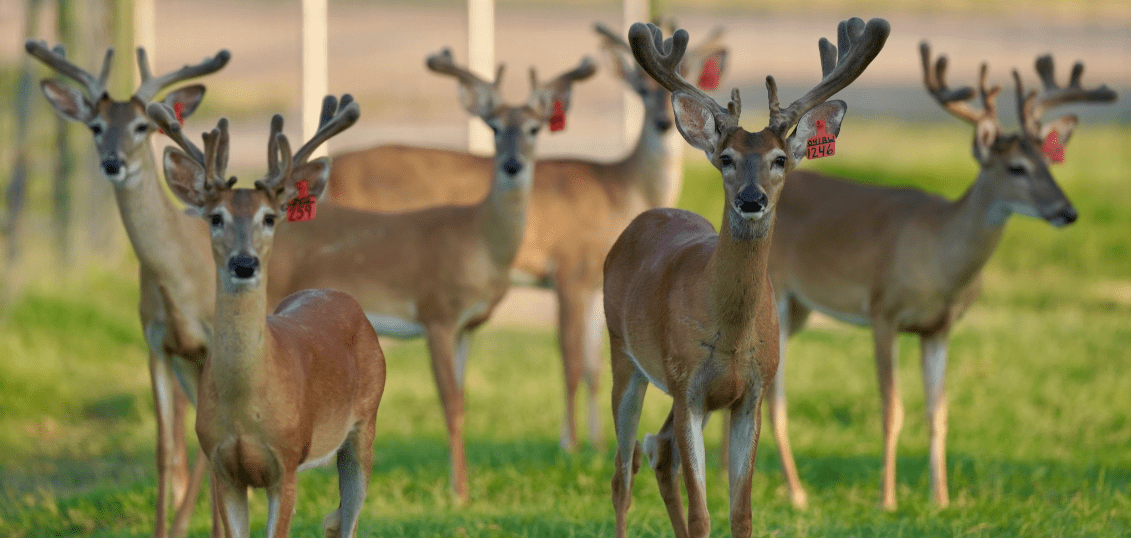 M3 Whitetails are Texas deer breeders that specialize in raising and selling whitetail Breeder Bucks, whitetail DMP Bucks, whitetail Stocker Bucks, as well as open and bred whitetail does. Big Texas Typicals are what buyers want when buying Texas DMP Bucks, Stocker Bucks, and Breeder Bucks. Our whitetail deer for sale are sure to impress prospective buyers and are priced competitively.