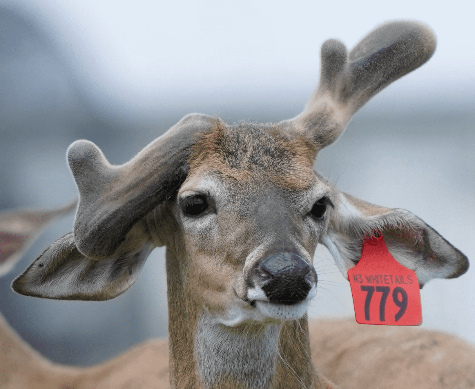 M3 Whitetails are Texas deer breeders that specialize in raising and selling whitetail Breeder Bucks, whitetail DMP Bucks, whitetail Stocker Bucks, as well as open and bred whitetail does. Big Texas Typicals are what buyers want when buying Texas DMP Bucks, Stocker Bucks, and Breeder Bucks. Our whitetail deer for sale are sure to impress prospective buyers and are priced competitively.