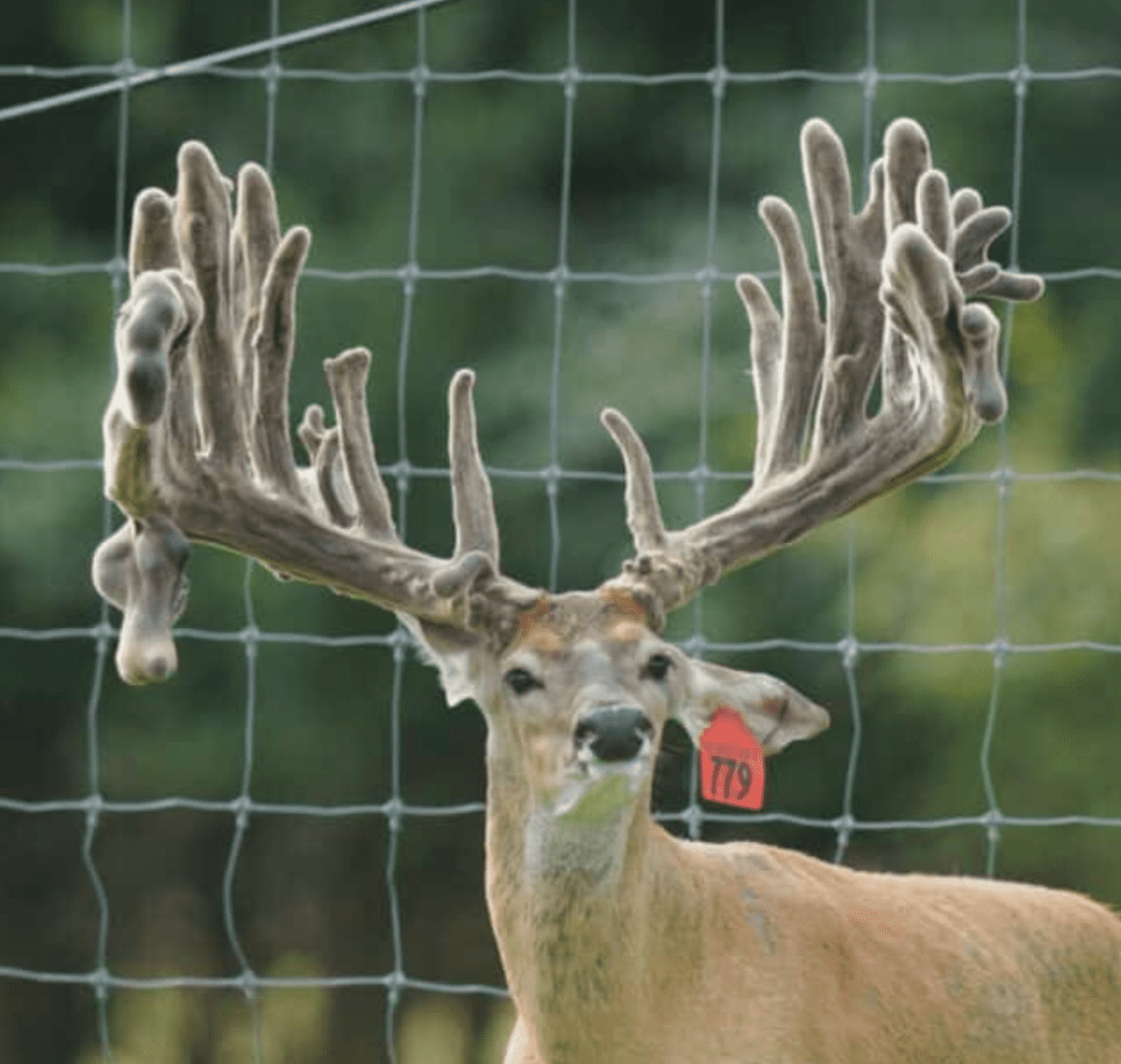 M3 Whitetails are Texas deer breeders that specialize in raising and selling whitetail Breeder Bucks, whitetail DMP Bucks, whitetail Stocker Bucks, as well as open and bred whitetail does. Big Texas Typicals are what buyers want when buying Texas DMP Bucks, Stocker Bucks, and Breeder Bucks. Our whitetail deer for sale are sure to impress prospective buyers and are priced competitively.