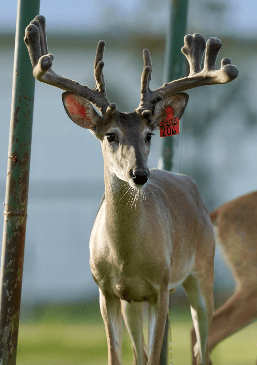 M3 Whitetails are Texas deer breeders that specialize in raising and selling whitetail Breeder Bucks, whitetail DMP Bucks, whitetail Stocker Bucks, as well as open and bred whitetail does. Big Texas Typicals are what buyers want when buying Texas DMP Bucks, Stocker Bucks, and Breeder Bucks. Our whitetail deer for sale are sure to impress prospective buyers and are priced competitively.