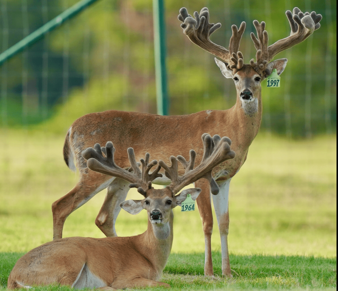 M3 Whitetails are Texas deer breeders that specialize in raising and selling whitetail Breeder Bucks, whitetail DMP Bucks, whitetail Stocker Bucks, as well as open and bred whitetail does. Big Texas Typicals are what buyers want when buying Texas DMP Bucks, Stocker Bucks, and Breeder Bucks. Our whitetail deer for sale are sure to impress prospective buyers and are priced competitively.