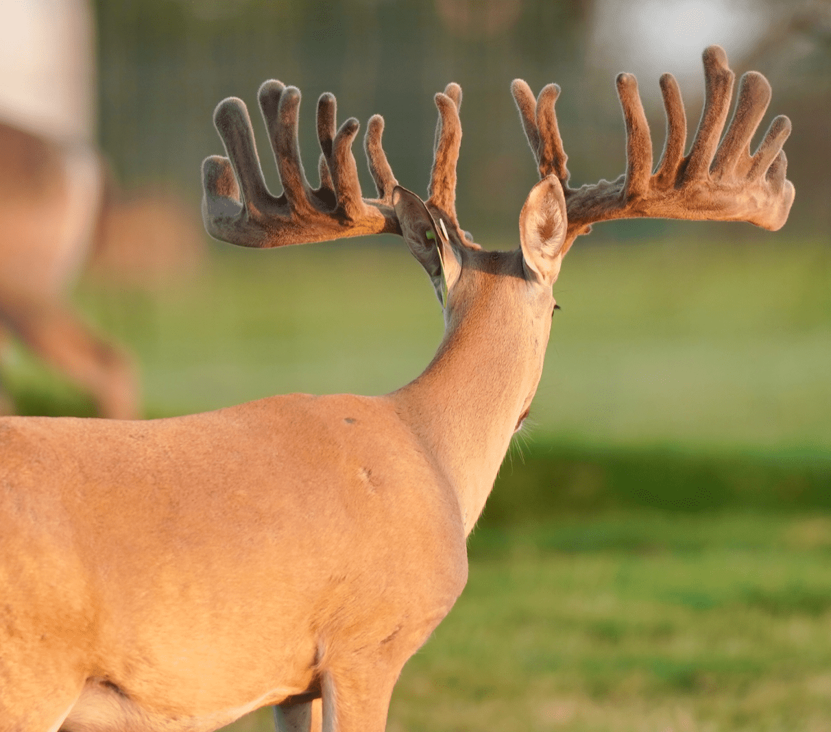 This M3 Whitetails buck is growing out nicely at our Texas whitetail deer farm. M3 Whitetails are Texas deer breeders that specialize in raising and selling whitetail Breeder Bucks, whitetail DMP Bucks, whitetail Stocker Bucks, as well as open and bred whitetail does. Big Texas Typicals are what buyers want when buying Texas DMP Bucks, Stocker Bucks, and Breeder Bucks. Our whitetail deer for sale are sure to impress prospective buyers and are priced competitively.