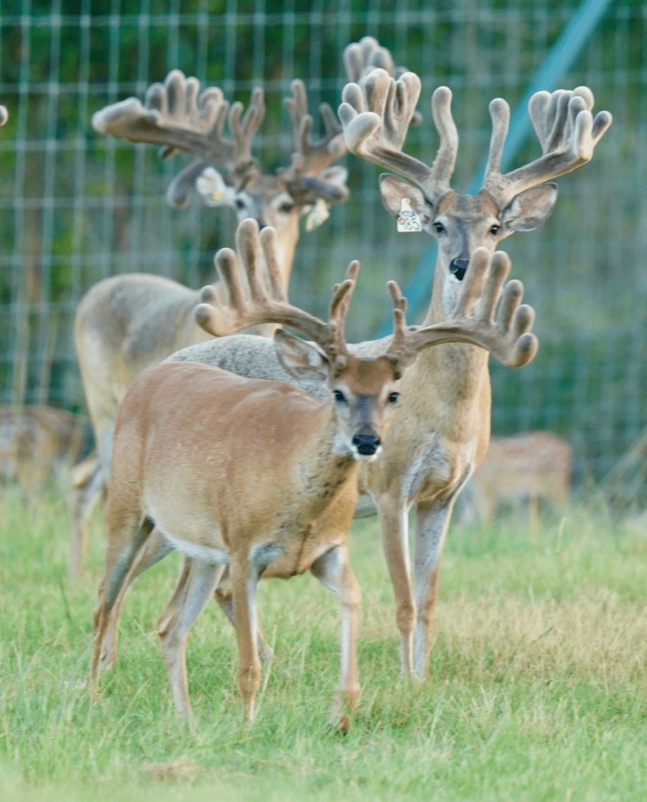 M3 Whitetails are Texas deer breeders that specialize in raising and selling whitetail Breeder Bucks, whitetail DMP Bucks, whitetail Stocker Bucks, as well as open and bred whitetail does. Big Texas Typicals are what buyers want when buying Texas DMP Bucks, Stocker Bucks, and Breeder Bucks. Our whitetail deer for sale are sure to impress prospective buyers and are priced competitively.