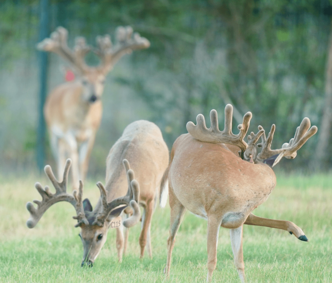 M3 Whitetails are Texas deer breeders that specialize in raising and selling whitetail Breeder Bucks, whitetail DMP Bucks, whitetail Stocker Bucks, as well as open and bred whitetail does. Big Texas Typicals are what buyers want when buying Texas DMP Bucks, Stocker Bucks, and Breeder Bucks. Our whitetail deer for sale are sure to impress prospective buyers and are priced competitively.