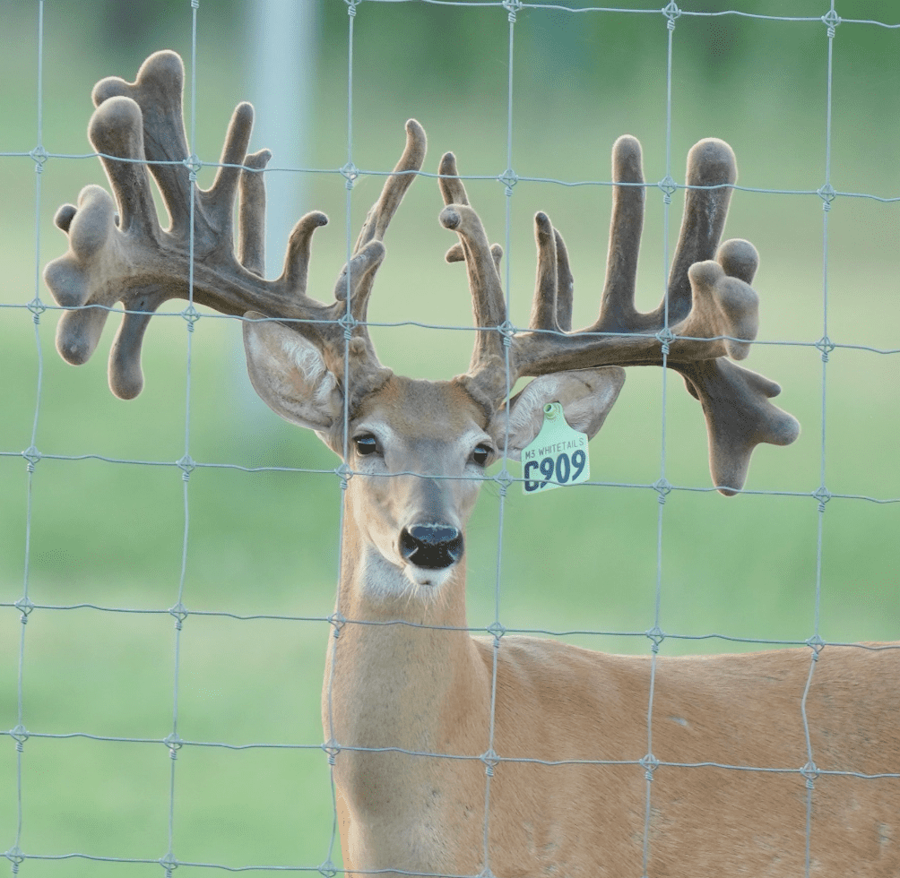 M3 Whitetails are Texas deer breeders that specialize in raising and selling whitetail Breeder Bucks, whitetail DMP Bucks, whitetail Stocker Bucks, as well as open and bred whitetail does. Big Texas Typicals are what buyers want when buying Texas DMP Bucks, Stocker Bucks, and Breeder Bucks. Our whitetail deer for sale are sure to impress prospective buyers and are priced competitively.