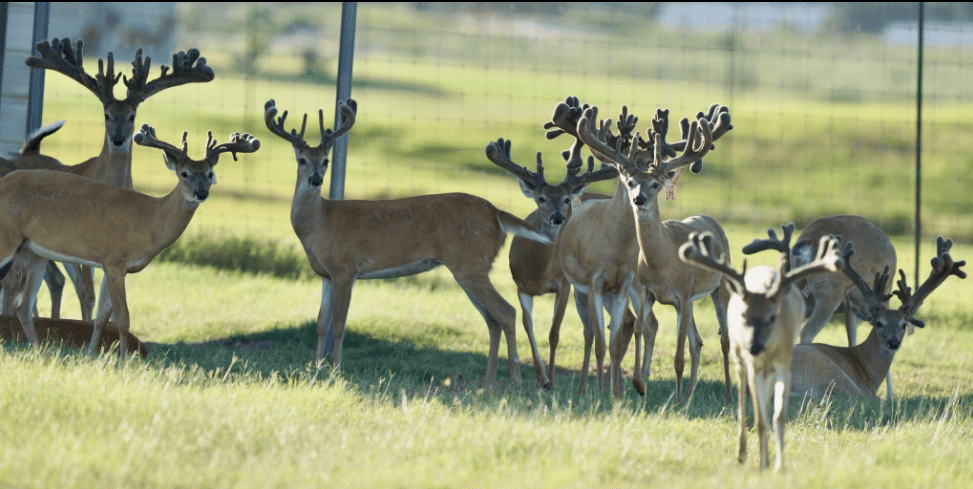 M3 Whitetails are Texas deer breeders that specialize in raising and selling whitetail Breeder Bucks, whitetail DMP Bucks, whitetail Stocker Bucks, as well as open and bred whitetail does. Big Texas Typicals are what buyers want when buying Texas DMP Bucks, Stocker Bucks, and Breeder Bucks. Our whitetail deer for sale are sure to impress prospective buyers and are priced competitively.