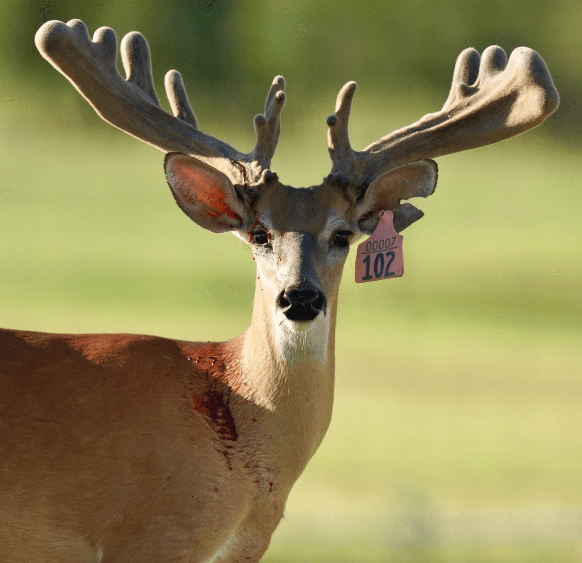 M3 Whitetails are Texas deer breeders that specialize in raising and selling whitetail Breeder Bucks, whitetail DMP Bucks, whitetail Stocker Bucks, as well as open and bred whitetail does. Big Texas Typicals are what buyers want when buying Texas DMP Bucks, Stocker Bucks, and Breeder Bucks. Our whitetail deer for sale are sure to impress prospective buyers and are priced competitively.