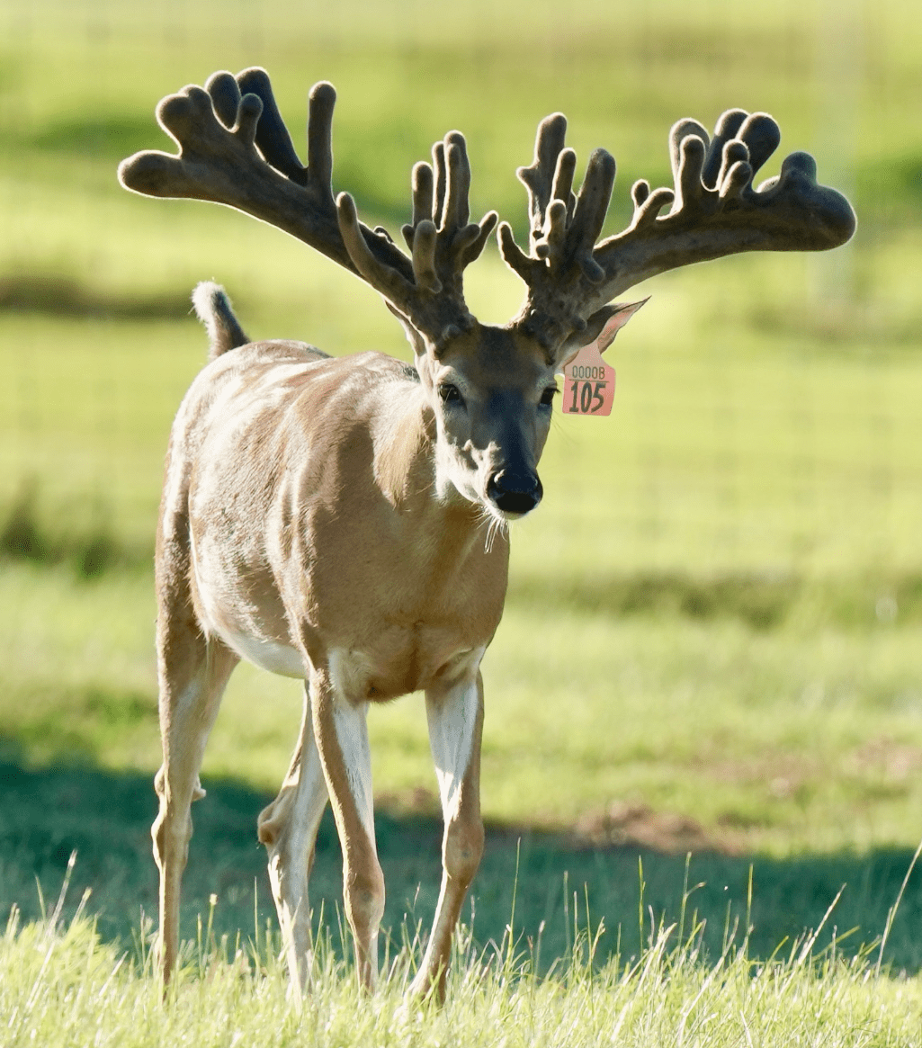 M3 Whitetails are Texas deer breeders that specialize in raising and selling whitetail Breeder Bucks, whitetail DMP Bucks, whitetail Stocker Bucks, as well as open and bred whitetail does. Big Texas Typicals are what buyers want when buying Texas DMP Bucks, Stocker Bucks, and Breeder Bucks. Our whitetail deer for sale are sure to impress prospective buyers and are priced competitively.