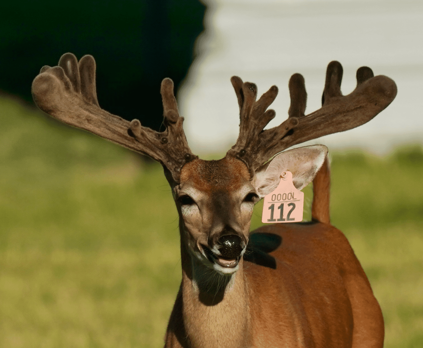 M3 Whitetails are Texas deer breeders that specialize in raising and selling whitetail Breeder Bucks, whitetail DMP Bucks, whitetail Stocker Bucks, as well as open and bred whitetail does. Big Texas Typicals are what buyers want when buying Texas DMP Bucks, Stocker Bucks, and Breeder Bucks. Our whitetail deer for sale are sure to impress prospective buyers and are priced competitively.
