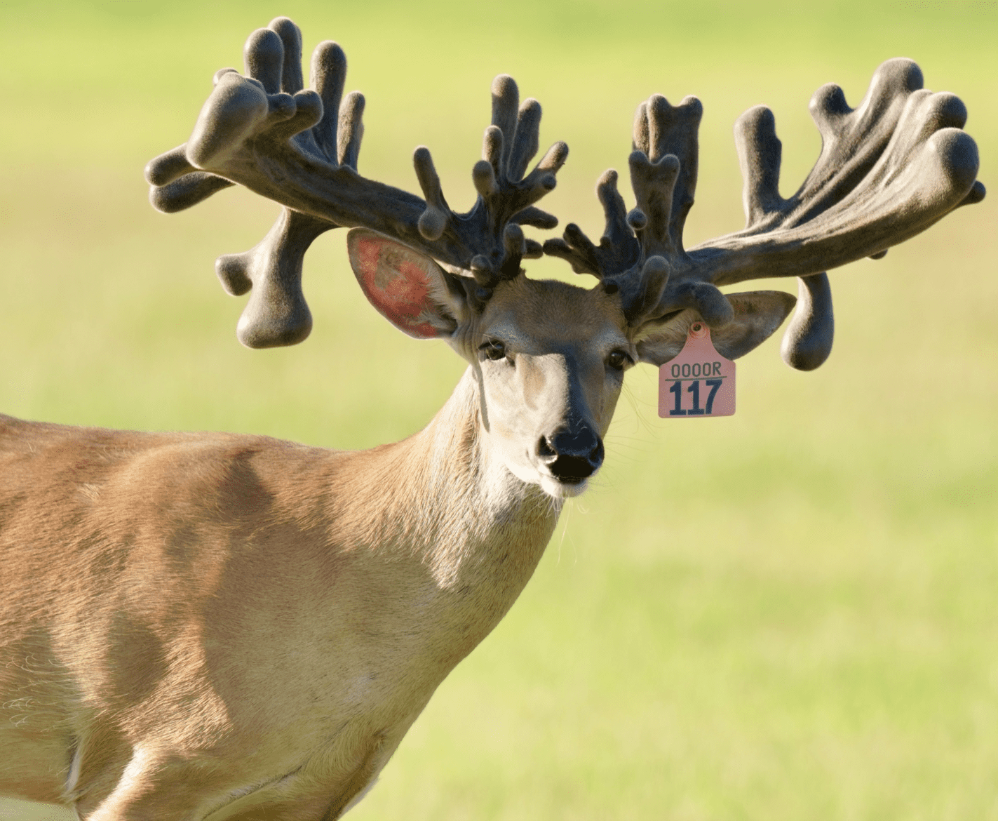 M3 Whitetails are Texas deer breeders that specialize in raising and selling whitetail Breeder Bucks, whitetail DMP Bucks, whitetail Stocker Bucks, as well as open and bred whitetail does. Big Texas Typicals are what buyers want when buying Texas DMP Bucks, Stocker Bucks, and Breeder Bucks. Our whitetail deer for sale are sure to impress prospective buyers and are priced competitively.