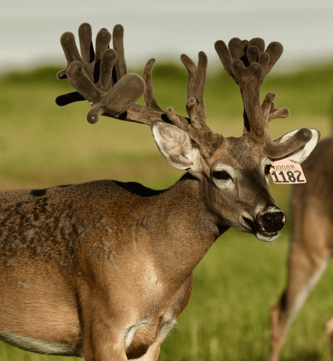 M3 Whitetails are Texas deer breeders that specialize in raising and selling whitetail Breeder Bucks, whitetail DMP Bucks, whitetail Stocker Bucks, as well as open and bred whitetail does. Big Texas Typicals are what buyers want when buying Texas DMP Bucks, Stocker Bucks, and Breeder Bucks. Our whitetail deer for sale are sure to impress prospective buyers and are priced competitively.