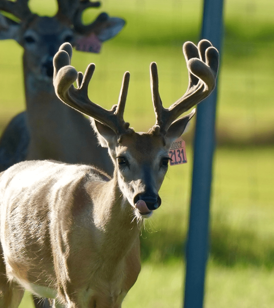 M3 Whitetails are Texas deer breeders that specialize in raising and selling whitetail Breeder Bucks, whitetail DMP Bucks, whitetail Stocker Bucks, as well as open and bred whitetail does. Big Texas Typicals are what buyers want when buying Texas DMP Bucks, Stocker Bucks, and Breeder Bucks. Our whitetail deer for sale are sure to impress prospective buyers and are priced competitively.