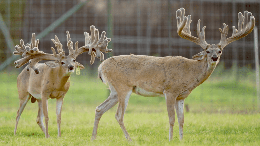 M3 Whitetails are Texas deer breeders that specialize in raising and selling whitetail Breeder Bucks, whitetail DMP Bucks, whitetail Stocker Bucks, as well as open and bred whitetail does. Big Texas Typicals are what buyers want when buying Texas DMP Bucks, Stocker Bucks, and Breeder Bucks. Our whitetail deer for sale are sure to impress prospective buyers and are priced competitively.