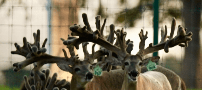 M3 Whitetails are Texas deer breeders that specialize in raising and selling whitetail Breeder Bucks, whitetail DMP Bucks, whitetail Stocker Bucks, as well as open and bred whitetail does. Big Texas Typicals are what buyers want when buying Texas DMP Bucks, Stocker Bucks, and Breeder Bucks. Our whitetail deer for sale are sure to impress prospective buyers and are priced competitively.