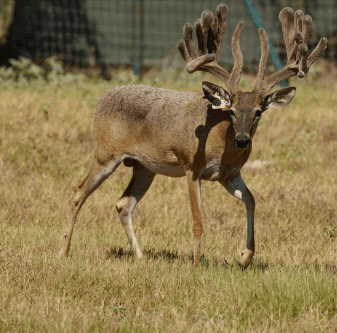 This M3 Whitetails buck is growing out nicely at our Texas whitetail deer farm. M3 Whitetails are Texas deer breeders that specialize in raising and selling whitetail Breeder Bucks, whitetail DMP Bucks, whitetail Stocker Bucks, as well as open and bred whitetail does. Big Texas Typicals are what buyers want when buying Texas DMP Bucks, Stocker Bucks, and Breeder Bucks. Our whitetail deer for sale are sure to impress prospective buyers and are priced competitively.