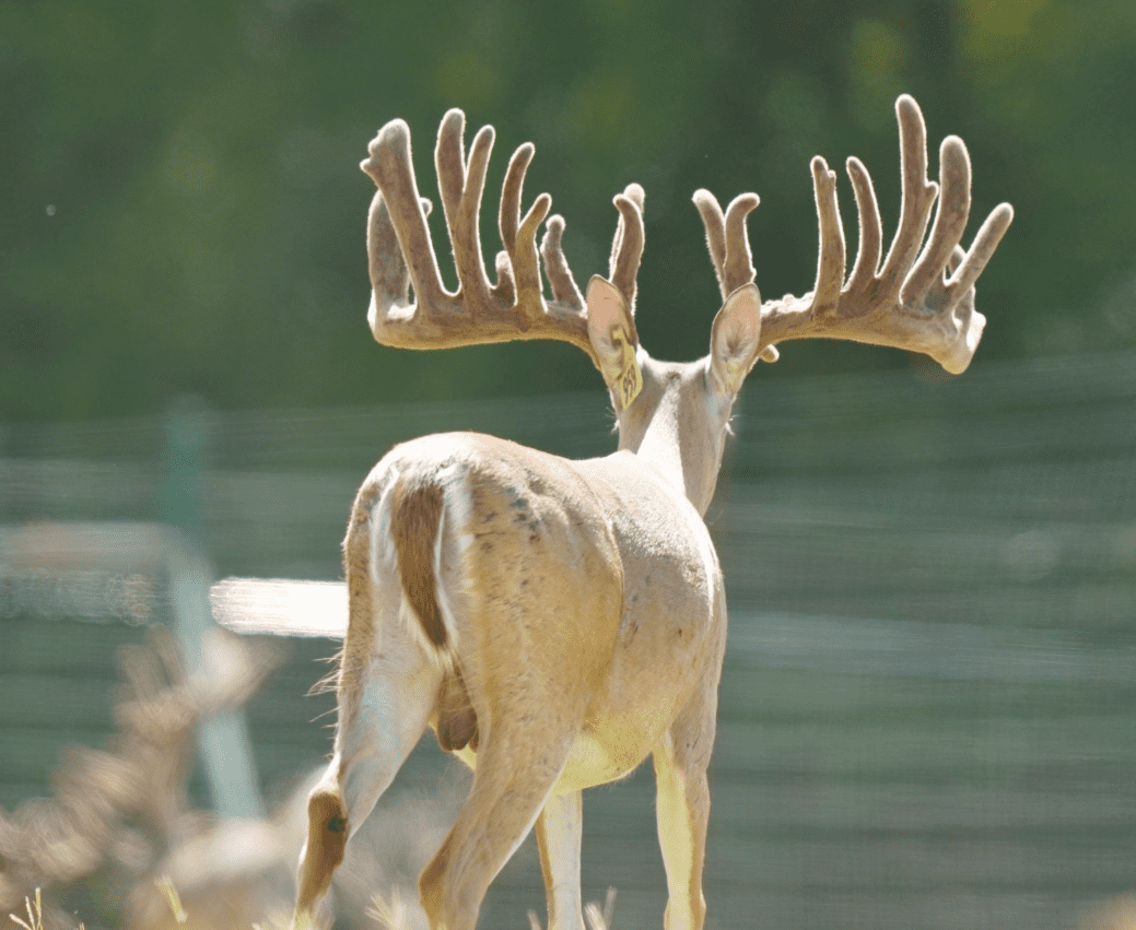 M3 Whitetails are Texas deer breeders that specialize in raising and selling whitetail Breeder Bucks, whitetail DMP Bucks, whitetail Stocker Bucks, as well as open and bred whitetail does. Big Texas Typicals are what buyers want when buying Texas DMP Bucks, Stocker Bucks, and Breeder Bucks. Our whitetail deer for sale are sure to impress prospective buyers and are priced competitively.