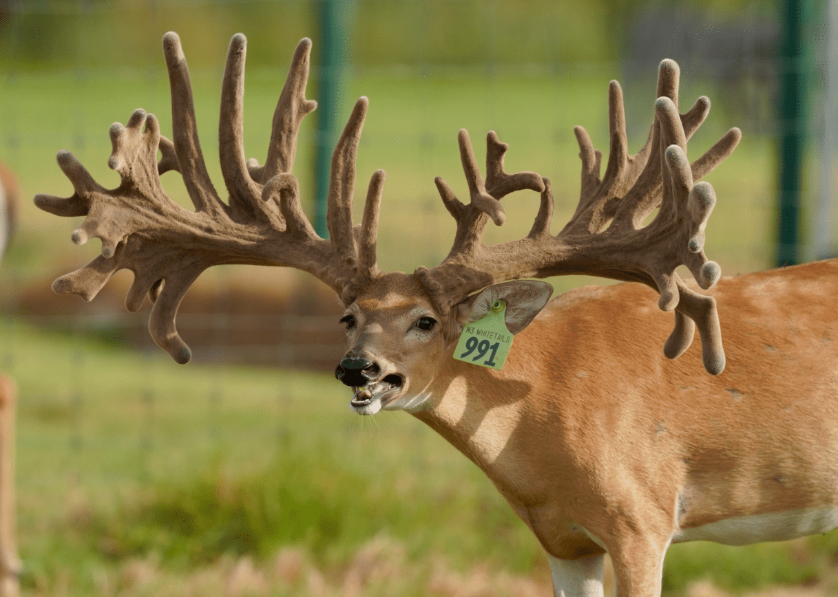 M3 Whitetails are Texas deer breeders that specialize in raising and selling whitetail Breeder Bucks, whitetail DMP Bucks, whitetail Stocker Bucks, as well as open and bred whitetail does. Big Texas Typicals are what buyers want when buying Texas DMP Bucks, Stocker Bucks, and Breeder Bucks. Our whitetail deer for sale are sure to impress prospective buyers and are priced competitively.
