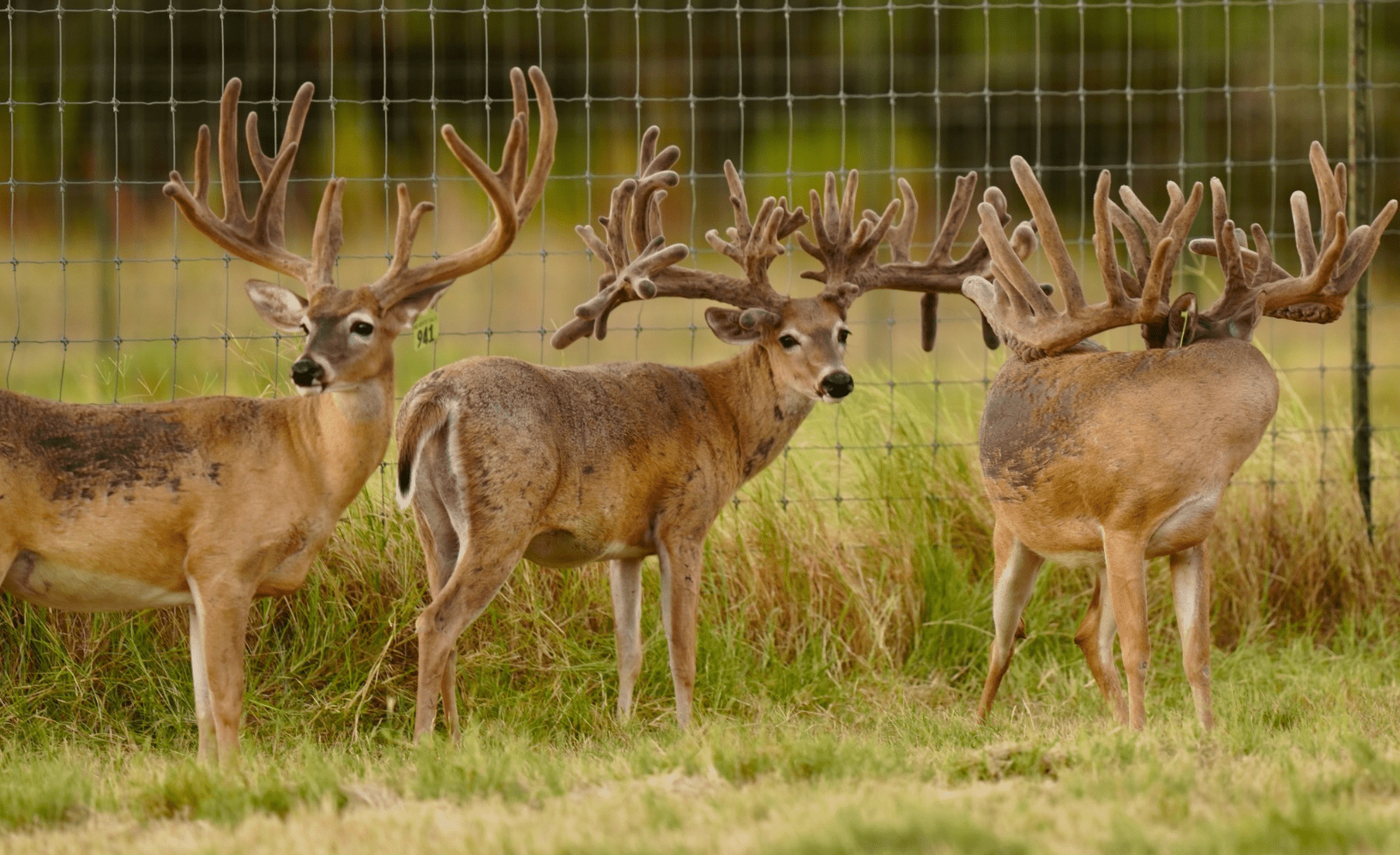 M3 Whitetails are Texas deer breeders that specialize in raising and selling whitetail Breeder Bucks, whitetail DMP Bucks, whitetail Stocker Bucks, as well as open and bred whitetail does. Big Texas Typicals are what buyers want when buying Texas DMP Bucks, Stocker Bucks, and Breeder Bucks. Our whitetail deer for sale are sure to impress prospective buyers and are priced competitively.