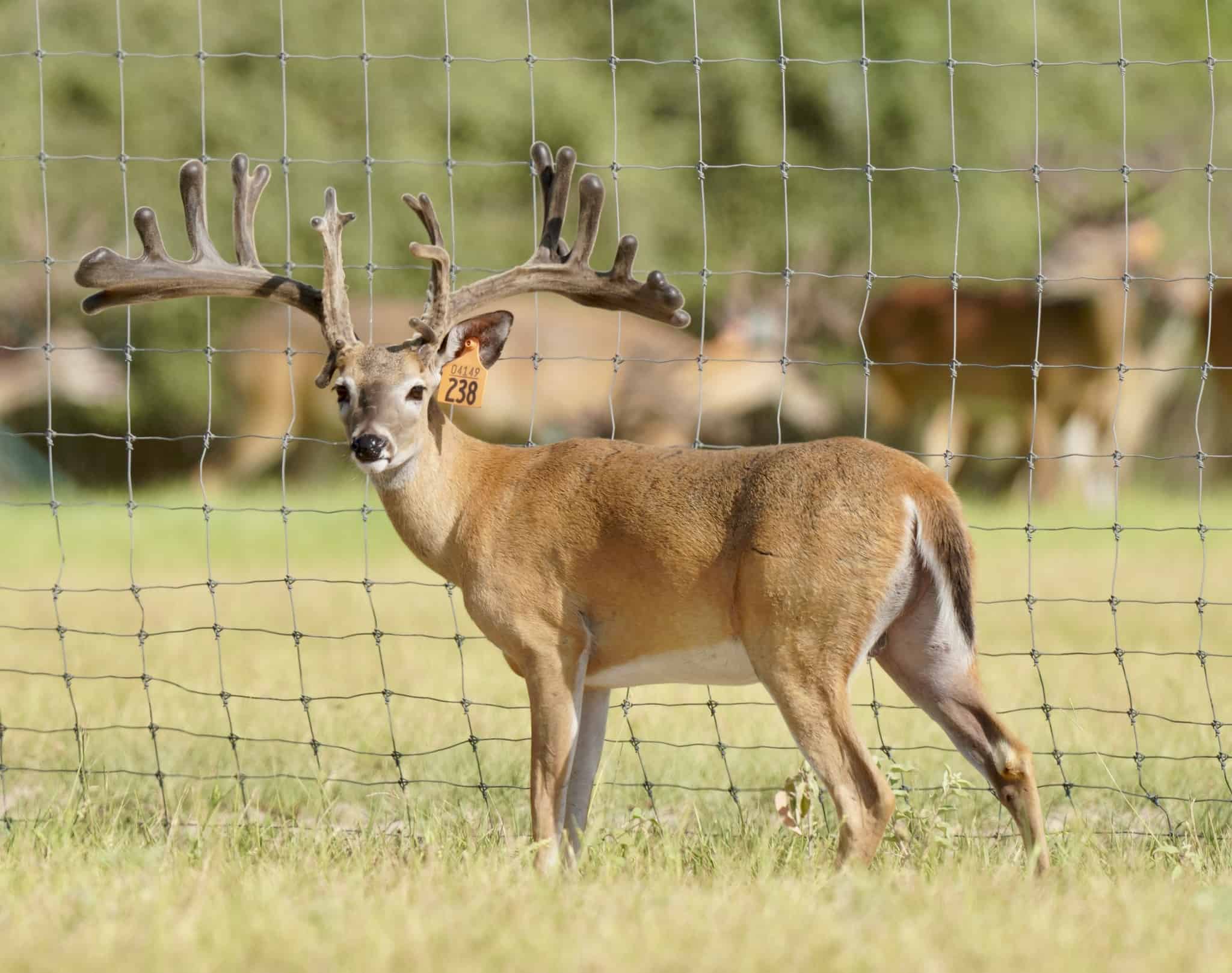 M3 Whitetails are Texas deer breeders that specialize in raising and selling whitetail Breeder Bucks, whitetail DMP Bucks, whitetail Stocker Bucks, as well as open and bred whitetail does. Big Texas Typicals are what buyers want when buying Texas DMP Bucks, Stocker Bucks, and Breeder Bucks. Our whitetail deer for sale are sure to impress and are priced competitively. 