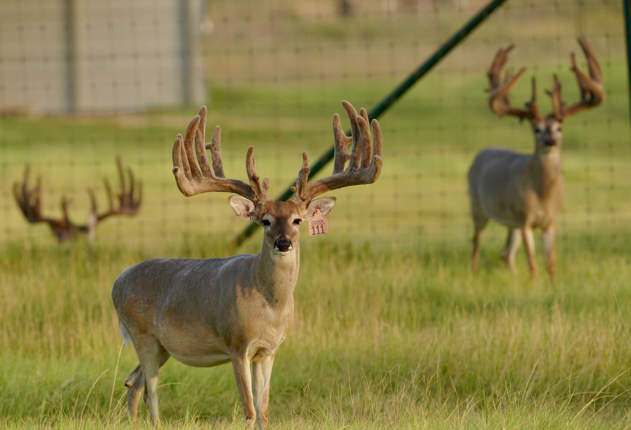M3 Whitetails are Texas deer breeders that specialize in raising and selling whitetail Breeder Bucks, whitetail DMP Bucks, whitetail Stocker Bucks, as well as open and bred whitetail does. Big Texas Typicals are what buyers want when buying Texas DMP Bucks, Stocker Bucks, and Breeder Bucks. Our whitetail deer for sale are sure to impress and are priced competitively. 