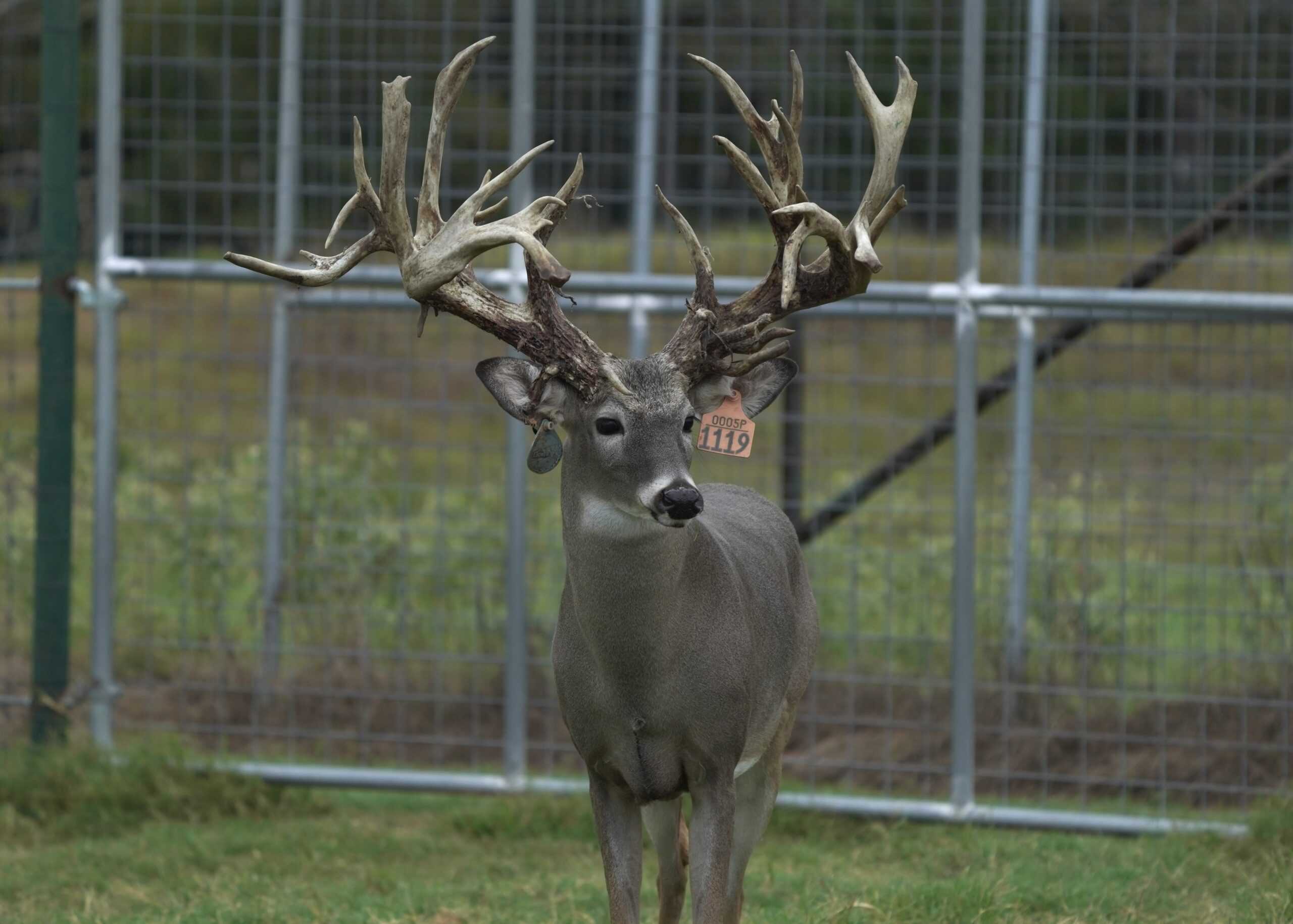 M3 Whitetails are Texas deer breeders that specialize in raising and selling whitetail Breeder Bucks, whitetail DMP Bucks, whitetail Stocker Bucks, as well as open and bred whitetail does. Big Texas Typicals are what buyers want when buying Texas DMP Bucks, Stocker Bucks, and Breeder Bucks. Our whitetail deer for sale are sure to impress and are priced competitively.  
