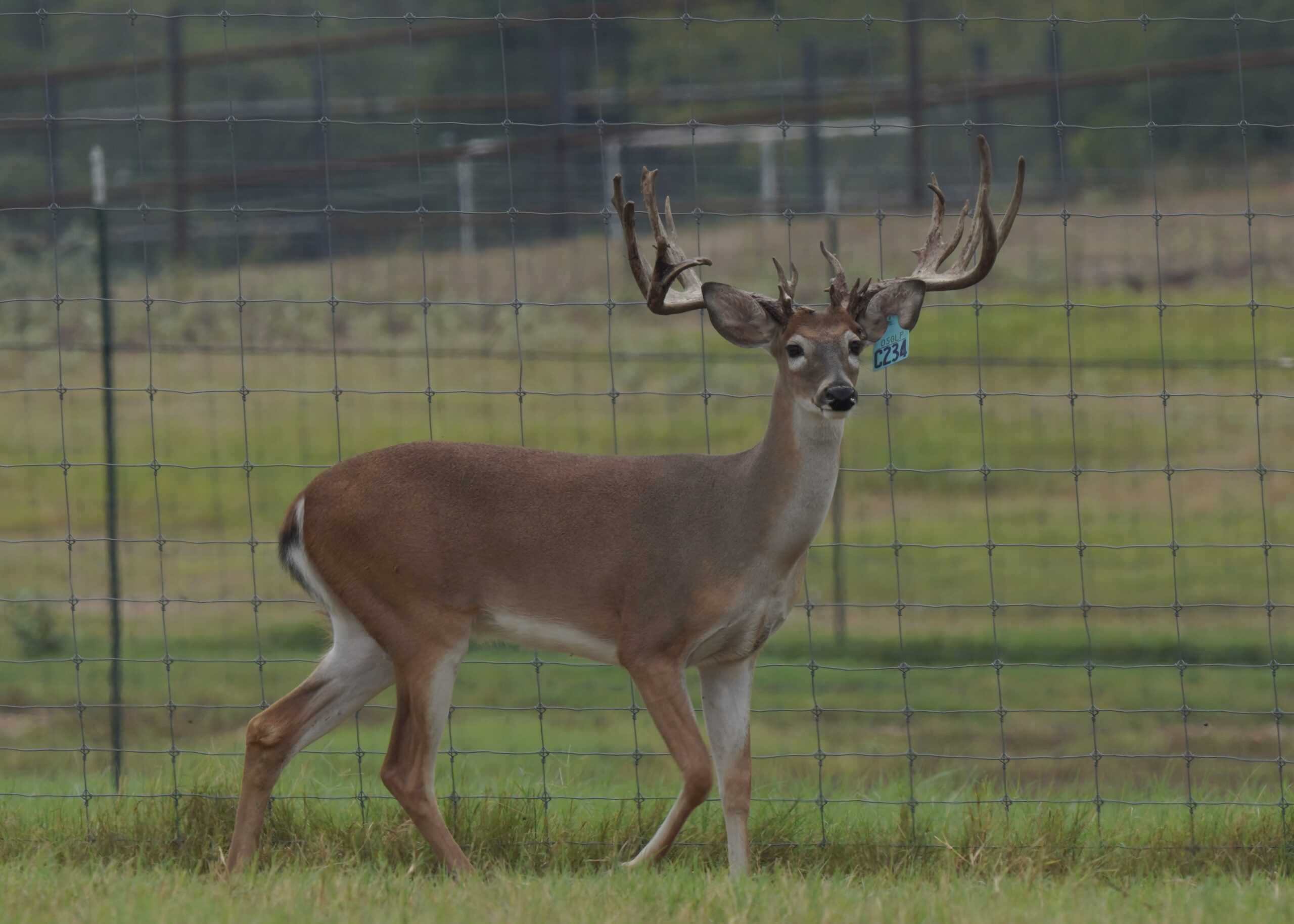 M3 Whitetails are Texas deer breeders that specialize in raising and selling whitetail Breeder Bucks, whitetail DMP Bucks, whitetail Stocker Bucks, as well as open and bred whitetail does. Big Texas Typicals are what buyers want when buying Texas DMP Bucks, Stocker Bucks, and Breeder Bucks. Our whitetail deer for sale are sure to impress and are priced competitively. Like my bucks? Buy my does! 