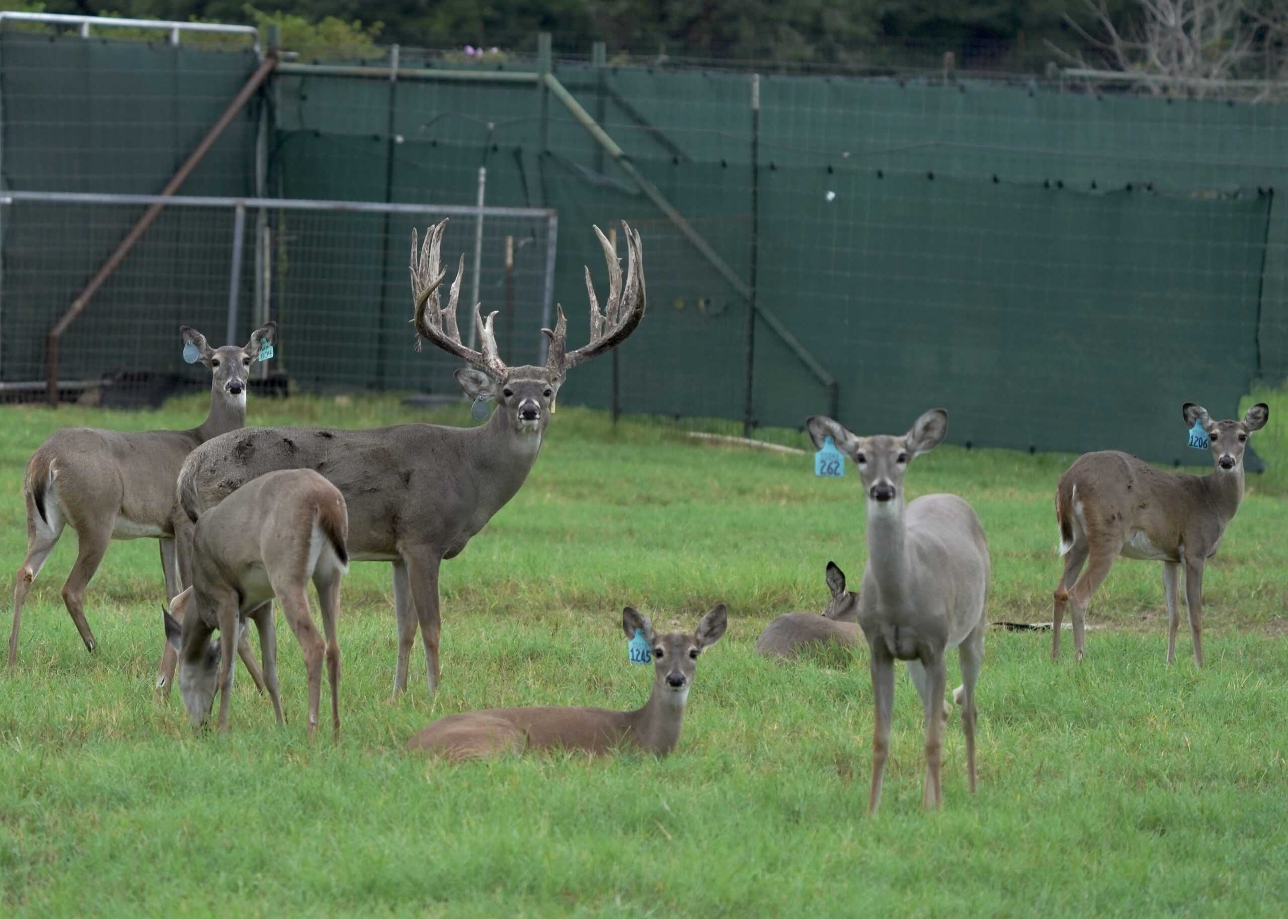 M3 Whitetails are Texas deer breeders that specialize in raising and selling whitetail Breeder Bucks, whitetail DMP Bucks, whitetail Stocker Bucks, as well as open and bred whitetail does. Big Texas Typicals are what buyers want when buying Texas DMP Bucks, Stocker Bucks, and Breeder Bucks. Our whitetail deer for sale are sure to impress and are priced competitively. Like my bucks? Buy my does! 