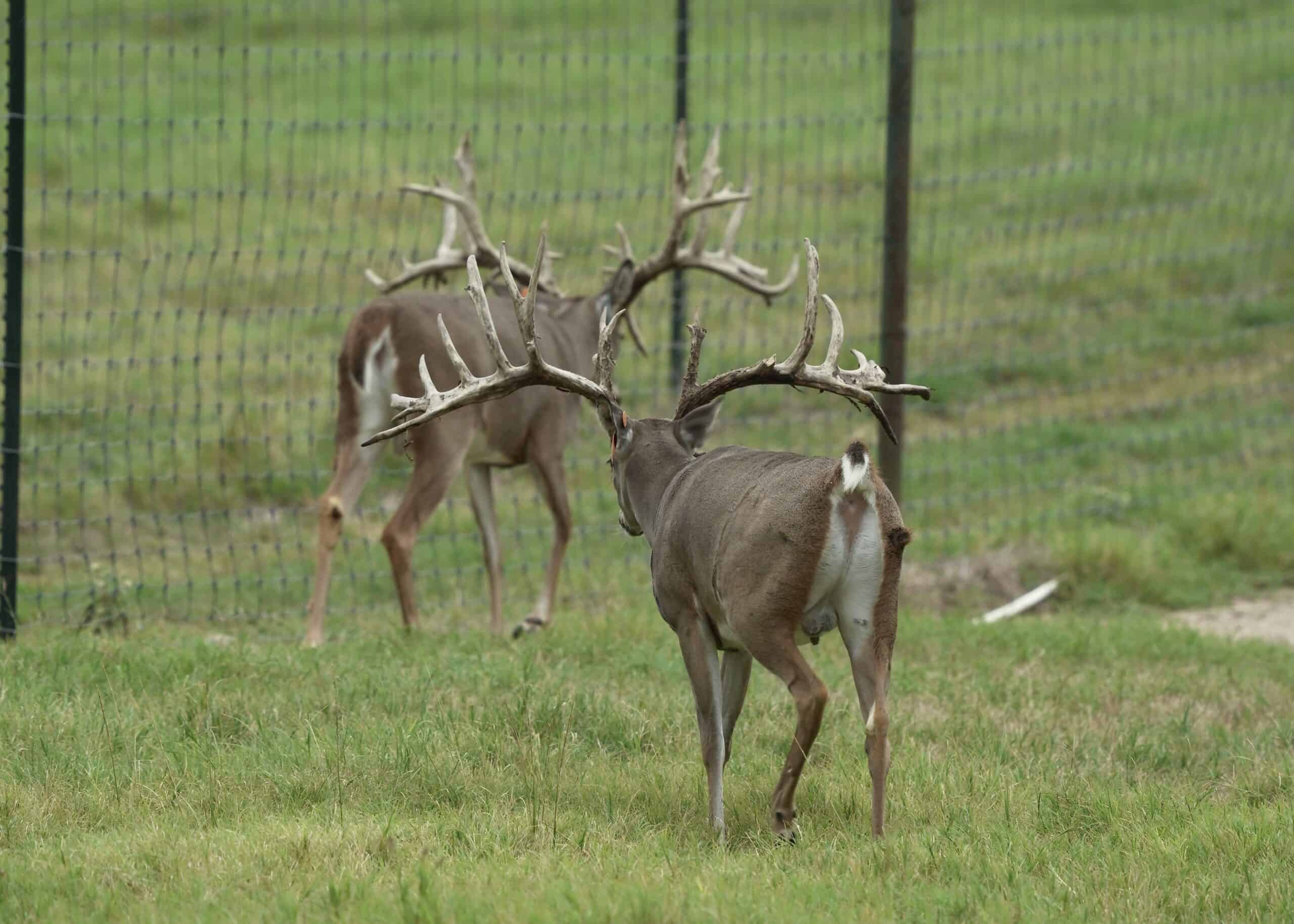 M3 Whitetails are Texas deer breeders that specialize in raising and selling whitetail Breeder Bucks, whitetail DMP Bucks, whitetail Stocker Bucks, as well as open and bred whitetail does. Big Texas Typicals are what buyers want when buying Texas DMP Bucks, Stocker Bucks, and Breeder Bucks. Our whitetail deer for sale are sure to impress and are priced competitively. Like my bucks? Buy my does! 